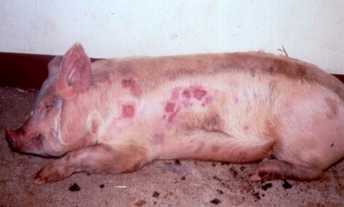 The causative agent of swine erysipelas