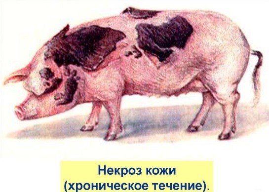 The causative agent of swine erysipelas