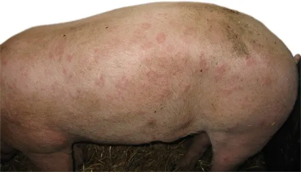 The causative agent of swine erysipelas