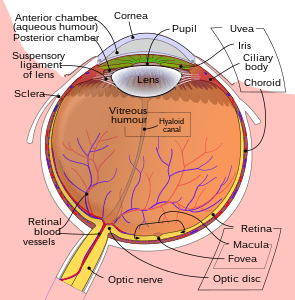 The cells of the immune system protect eyesight after eye injuries