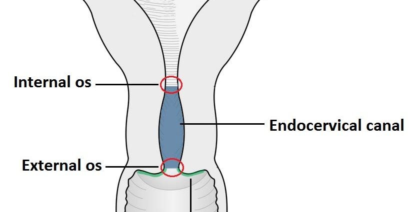 The cervix &#8211; location, structure, functions