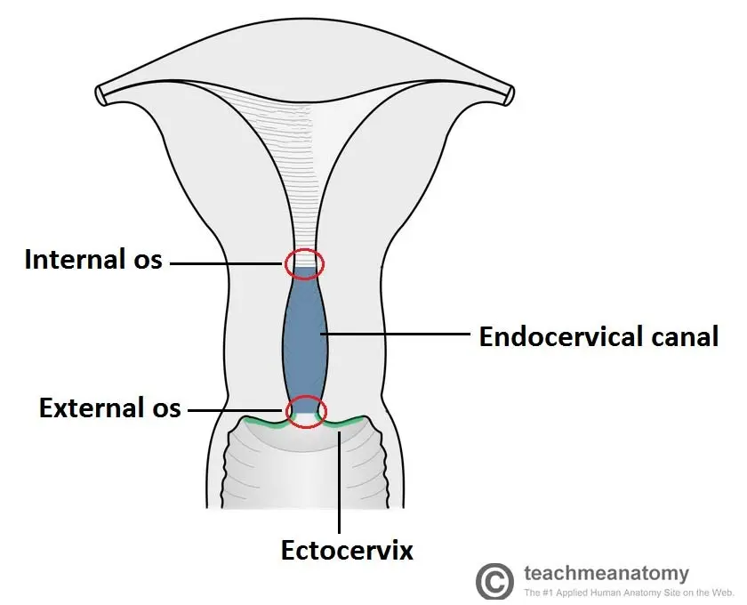 The cervix &#8211; location, structure, functions