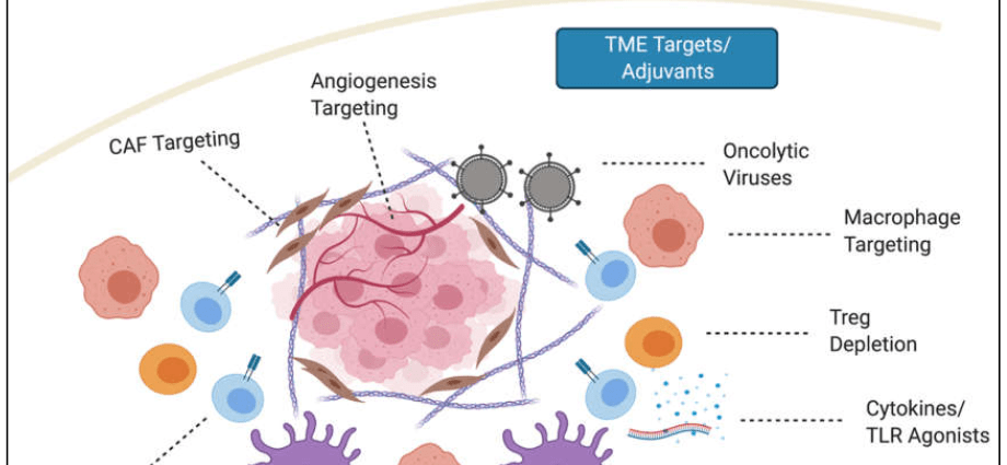 The chances of a prophylactic vaccine against breast cancer