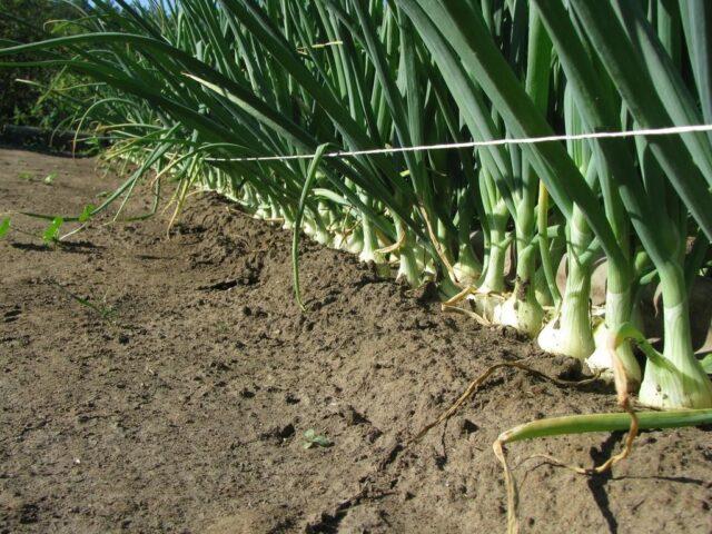 The Chinese way of planting onions with a comb: video, reviews of gardeners