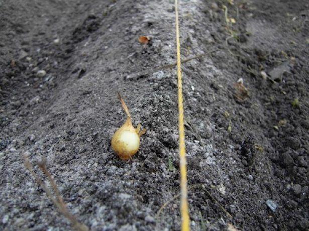 The Chinese way of planting onions with a comb: video, reviews of gardeners