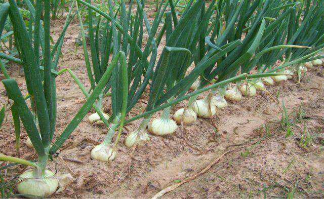 The Chinese way of planting onions with a comb: video, reviews of gardeners