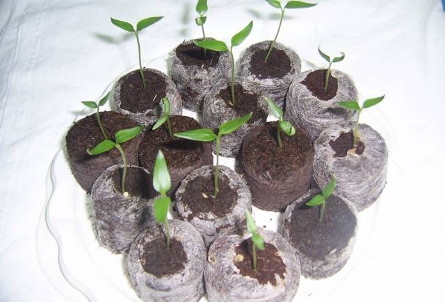 The choice of capacity for seedlings of pepper