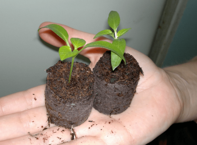 The choice of capacity for seedlings of pepper