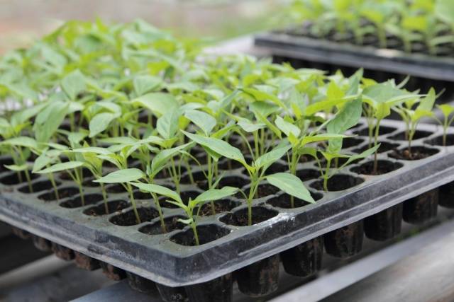 The choice of capacity for seedlings of pepper