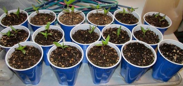 The choice of capacity for seedlings of pepper