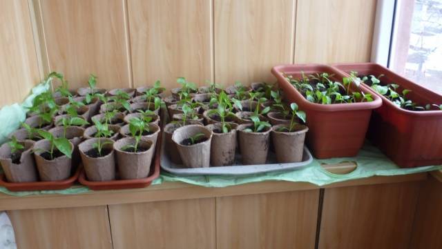 The choice of capacity for seedlings of pepper