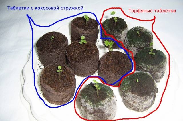 The choice of capacity for seedlings of pepper