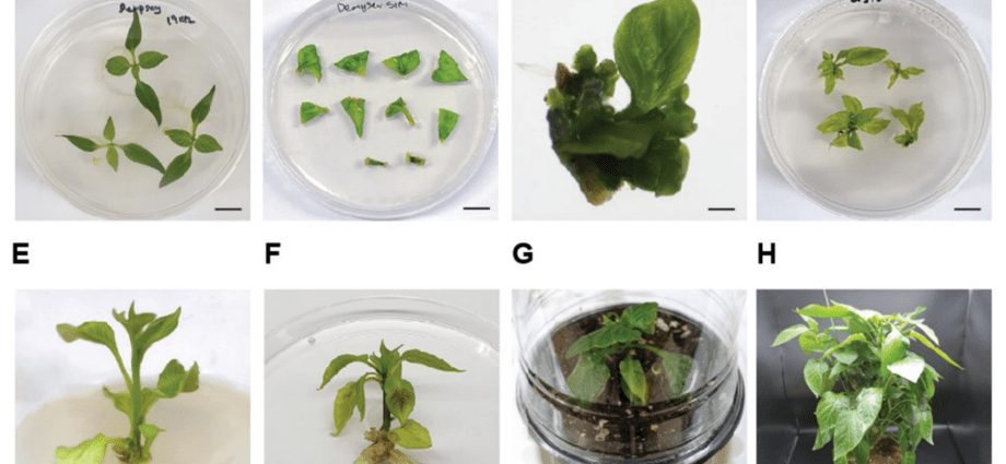 The choice of capacity for seedlings of pepper