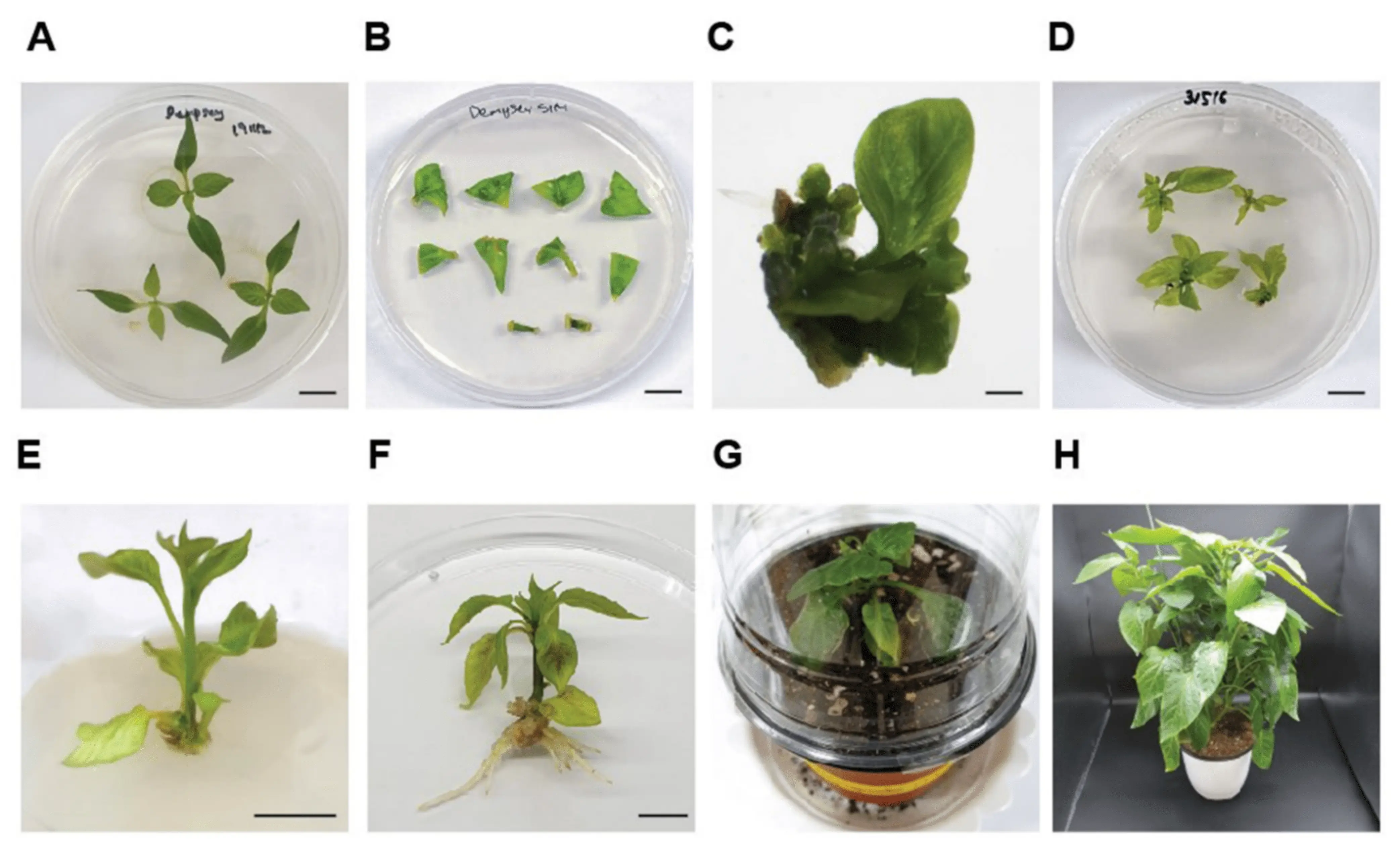 The choice of capacity for seedlings of pepper