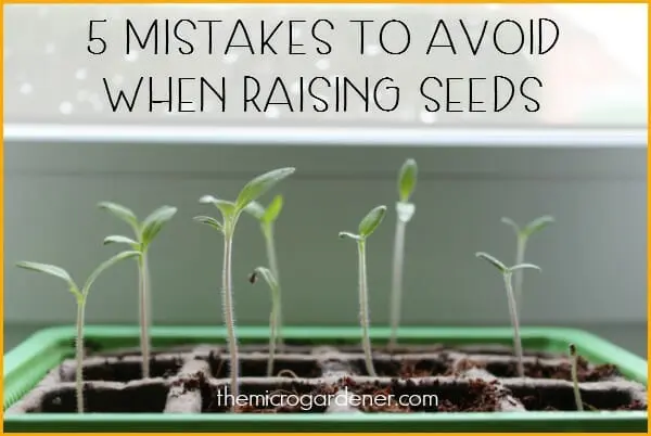 The choice of seedlings: how not to make a mistake and what to look for