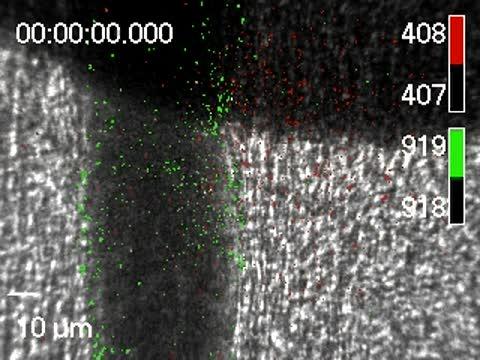 The clots absorb bacterial toxins