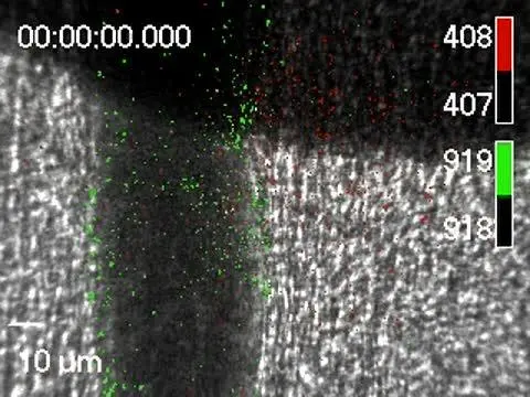 The clots absorb bacterial toxins