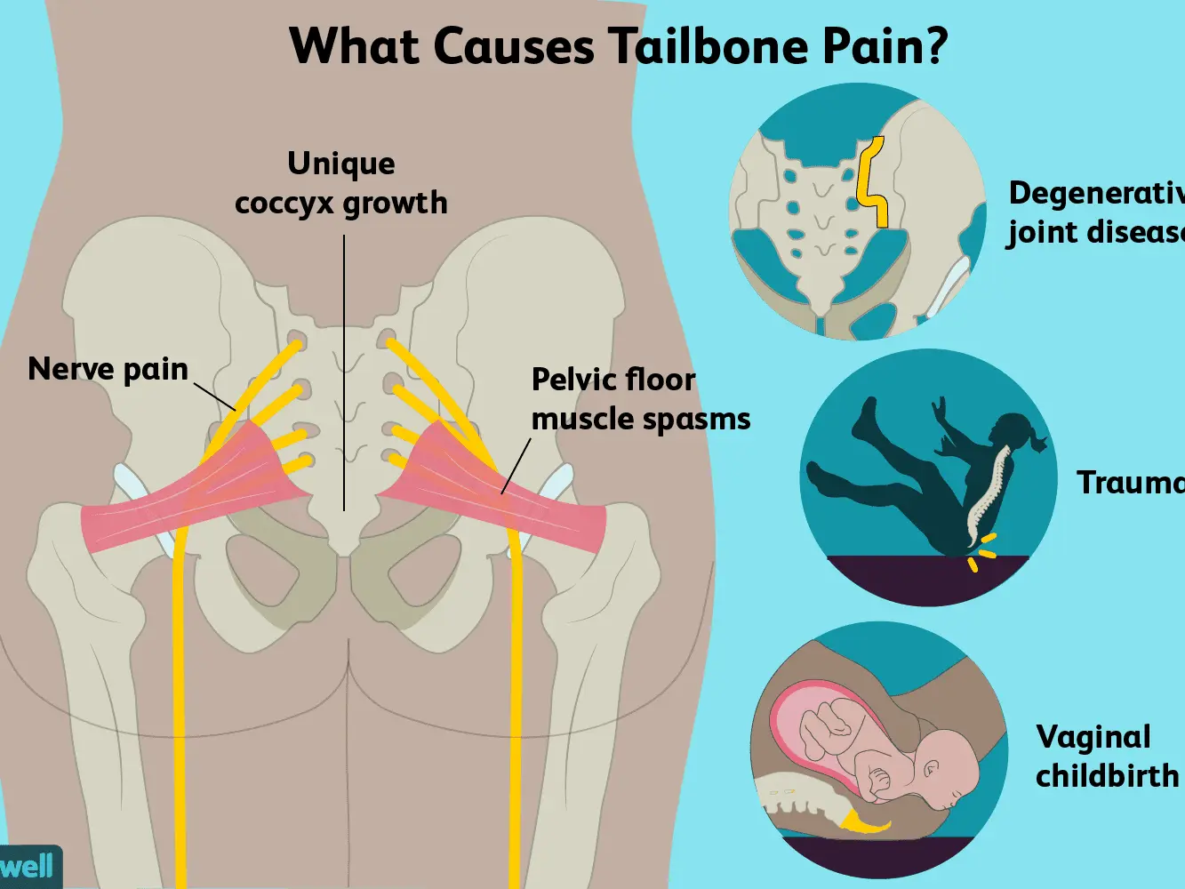 The coccyx &#8211; structure, functions, injuries