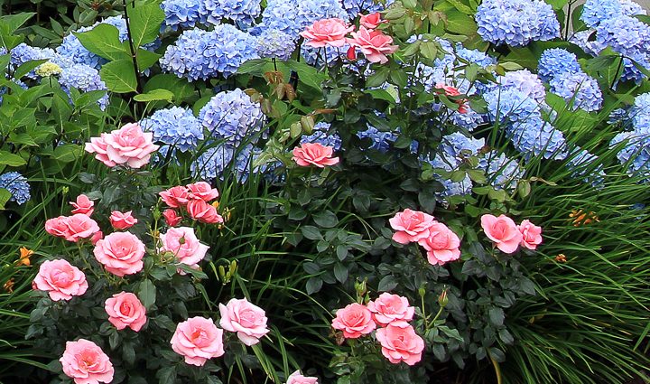 The combination of flowers in the flower bed: what is better to plant