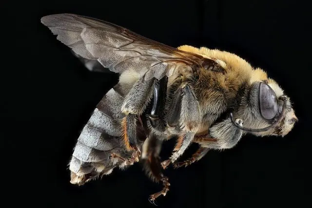 The composition and life of the bee colony