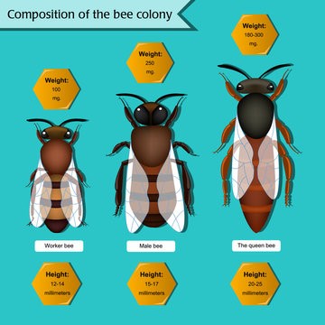 The composition and life of the bee colony