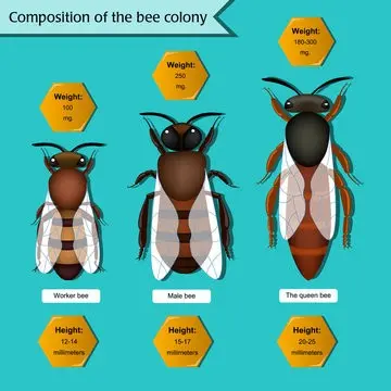 The composition and life of the bee colony