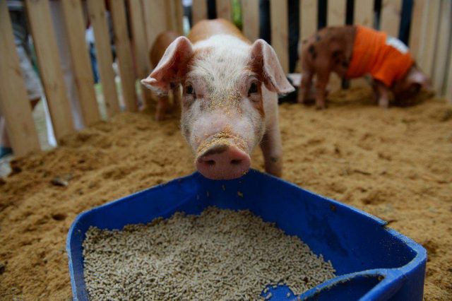 The composition of feed for pigs and piglets: table, feeding rates, recipes