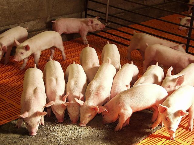 The composition of feed for pigs and piglets: table, feeding rates, recipes