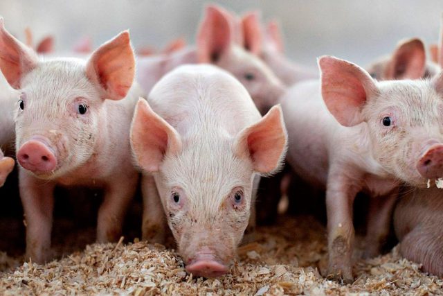 The composition of feed for pigs and piglets: table, feeding rates, recipes