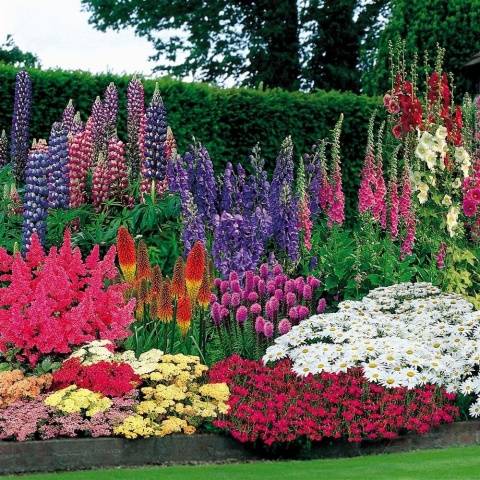 The composition of the mixture of tall perennials Flower Carnival