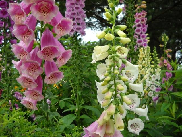 The composition of the mixture of tall perennials Flower Carnival