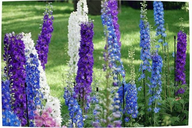 The composition of the mixture of tall perennials Flower Carnival