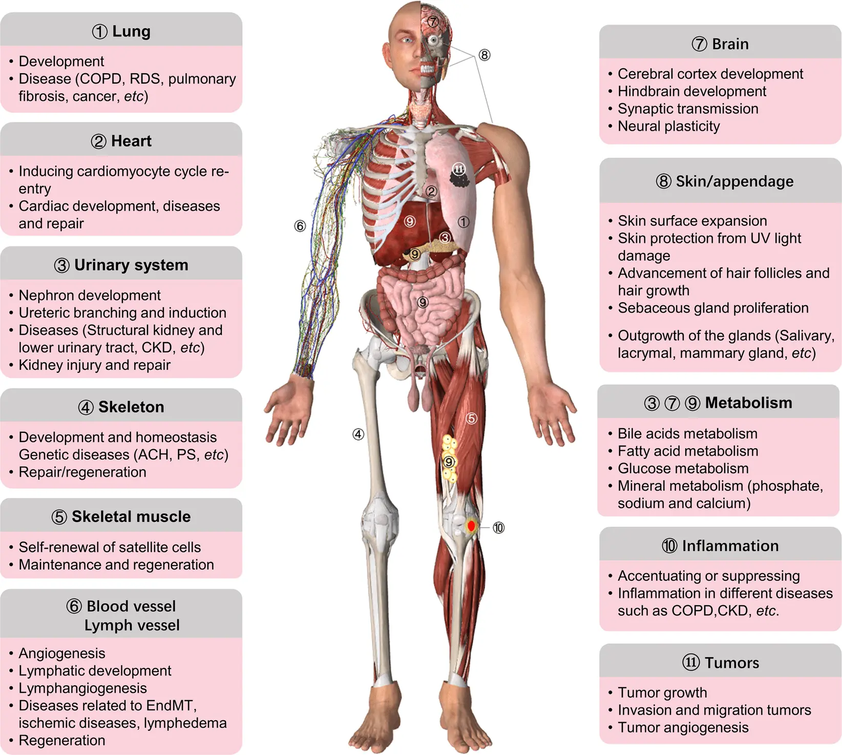 The COPD paradox. This is the third cause of death of Poles, almost nobody knows what it is