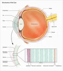 The cornea &#8211; functions, structure, damage, diseases