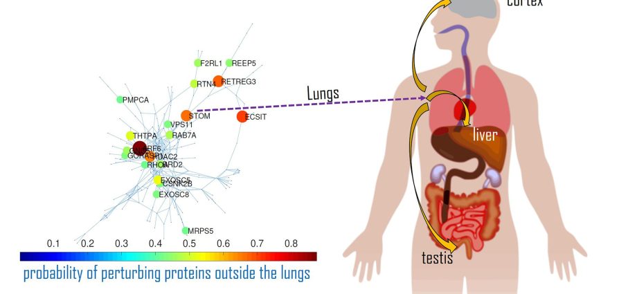 The coronavirus affects not only the lungs. It affects all organs