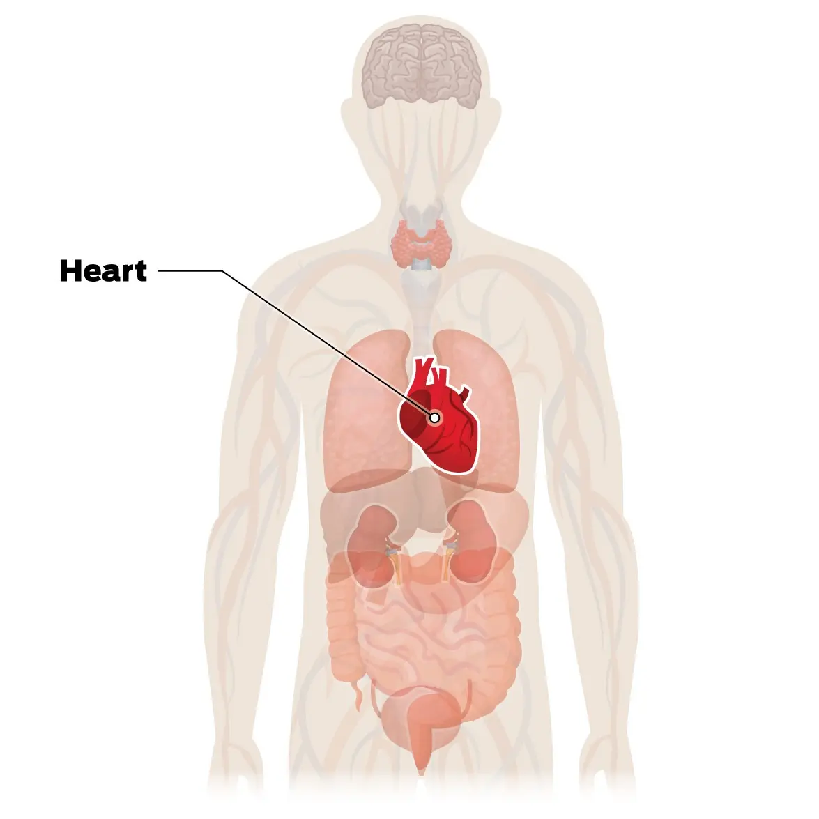 The coronavirus can attack almost all organs of the body. Reason? Here&#8217;s what is known