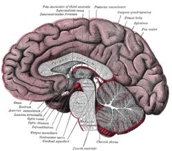 The corpus callosum