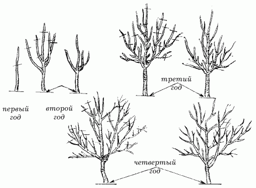 The correct distance between apple trees when planting