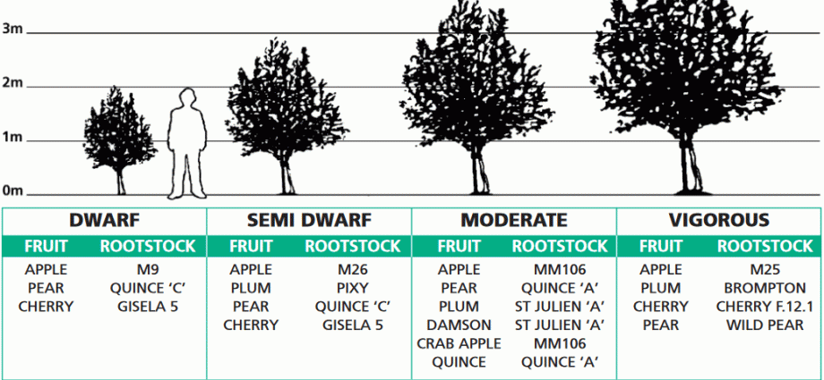 The correct distance between apple trees when planting