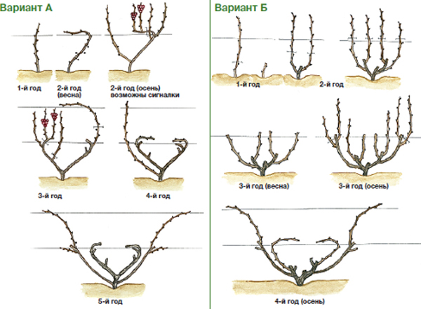 The correct scheme and video of pruning grapes in the fall