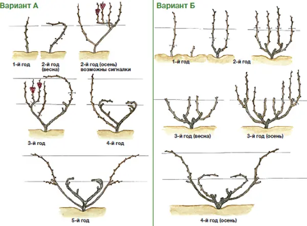 The correct scheme and video of pruning grapes in the fall