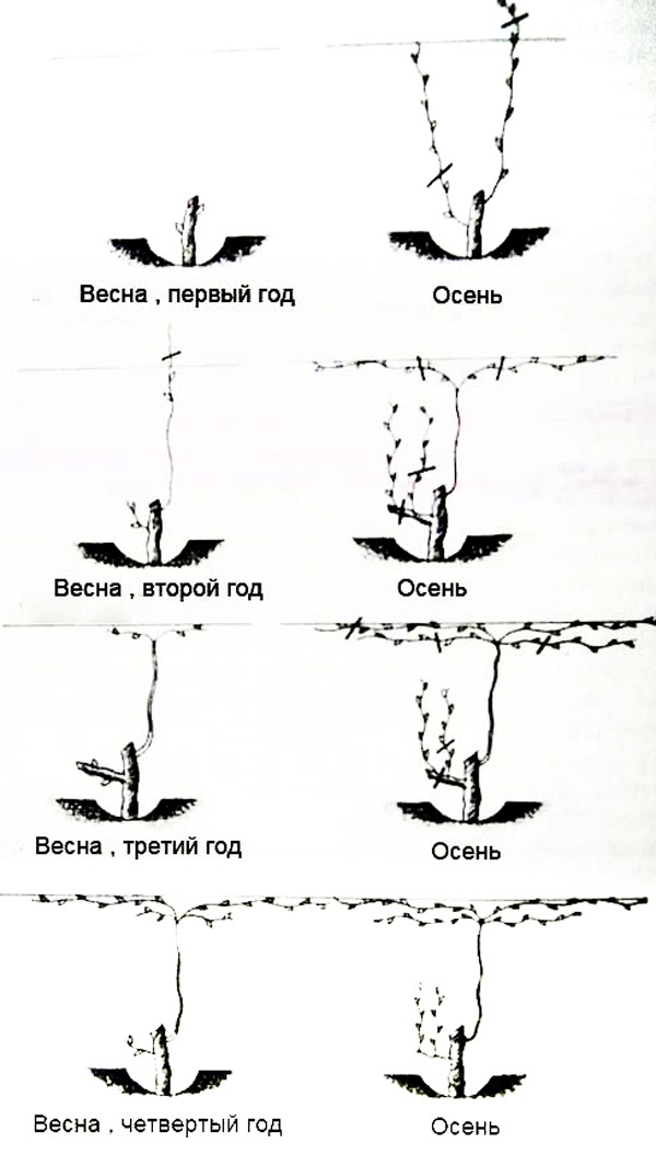 The correct scheme and video of pruning grapes in the fall