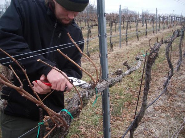 The correct scheme and video of pruning grapes in the fall