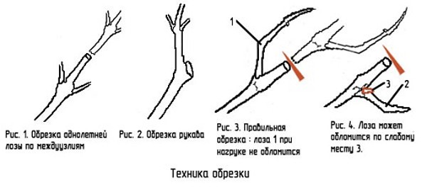 The correct scheme and video of pruning grapes in the fall