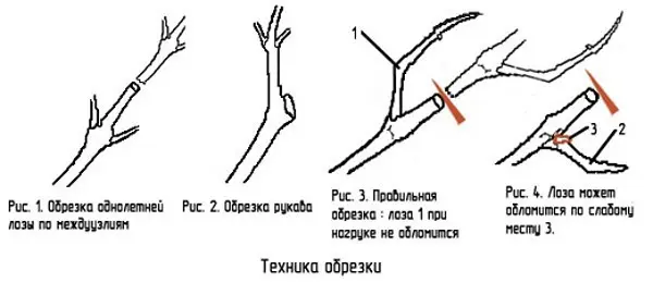 The correct scheme and video of pruning grapes in the fall