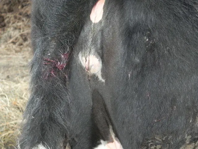 The cow bled after insemination: why, what to do