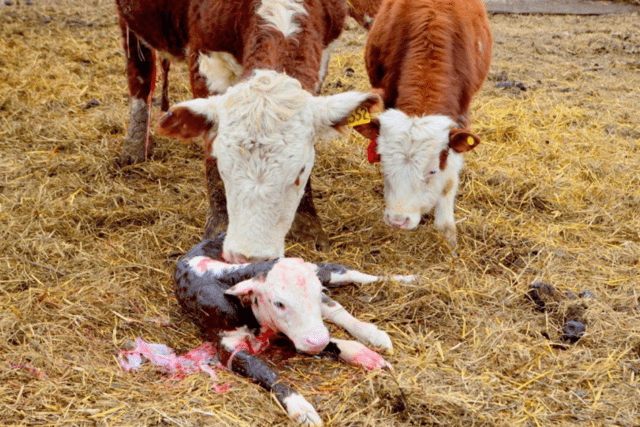 The cow calved prematurely: why and what to do