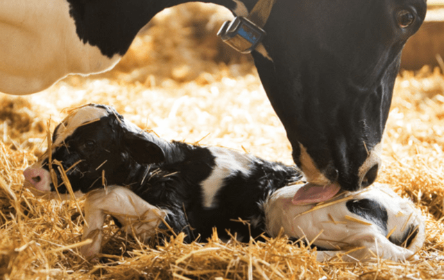 The cow calved prematurely: why and what to do