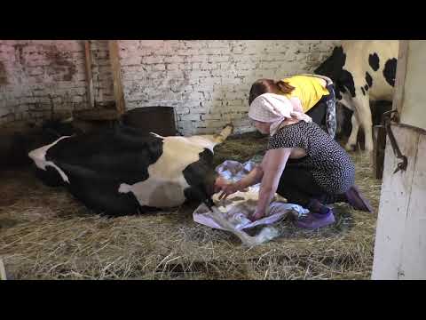 The cow calved prematurely: why and what to do