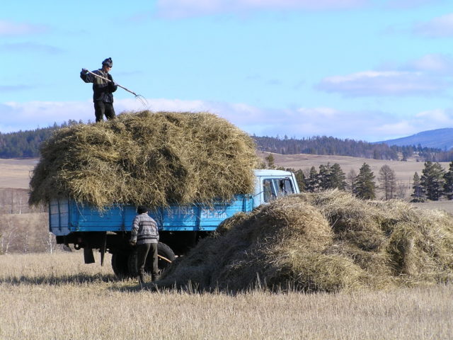 The cow does not eat hay well: what to do